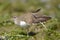 Sanderling