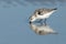 Sanderling