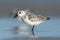 Sanderling