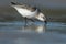 Sanderling