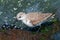 Sanderling