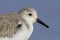 Sanderling - Aldris alba - Pilrito das praias - bird