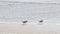 Sanderling along shoreline at Pismo Beach, California, USA