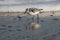 Sanderling in Assateague Island National Seashore