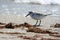 Sanderling on the beach