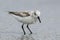 Sanderling_on beach