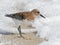 Sanderling on Beach