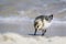 Sanderling at the beach - Calidris alba