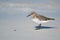 Sanderling on Beach Shore