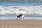 Sanderling on a beach in Skagen Denmark