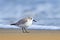 Sanderling bird, Calidris alba, wader bird in the nature habitat. Animal on the ocean coast on the sandy beach, beautiful bird