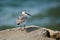 Sanderling bird on lake michigan