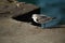 Sanderling bird sandpiper