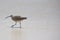 Sanderling bird walking on beach alone. Galagapos