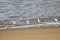 Sanderling birds on the shoreline