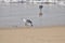 Sanderling birds on the shoreline eating sand crabs