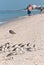 Sanderling birds standing on a sandy tropical beach