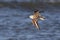 The Sanderling Caidris alba  in flight, Galveston