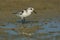 Sanderling - Calidris alba