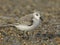 Sanderling, Calidris alba
