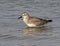 The sanderling - Calidris alba