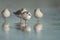 Sanderling ( calidris alba )