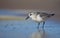 Sanderling - Calidris alba