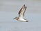 Sanderling Calidris alba