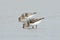 Sanderling Calidris alba