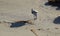 Sanderling (Calidris alba) feeding along the shore in Laguna Beach, California.