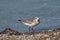 Sanderling Calidris alba feeding along the tideline on the coast