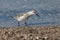 Sanderling Calidris alba feeding along the tideline on the coast