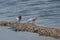 Sanderling Calidris alba feeding along the tideline on the coast