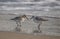 Sanderling Calidris alba feeding along the tideline on the coast