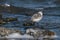 Sanderling Calidris alba feeding along the tideline on the coast