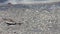 Sanderling, Calidris alba, feeding on the shoreline