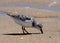 Sanderling Or Calidris Alba On Praia Do Barril Portugal