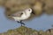 Sanderling Calidris alba in winter plumage