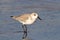 Sanderling (Calidris alba) in winter plumage on the ocean coast at sunset