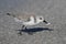 Sanderling catching a crab on the beach - Captiva Island, Florid