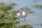 Sanderling in denmark