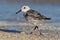 Sanderling (Erolia alba)