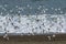 Sanderling, flock in flight,