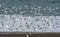 Sanderling, flock in flight,