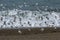 Sanderling, flock in flight,