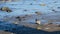 Sanderling foraging beach