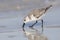 Sanderling foraging on a Gulf of Mexico beach - St. Petersburg,