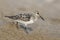 Sanderling foraging on a Lake Huron beach