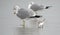 Sanderling and Gulls on the Hilton Head Island Beach