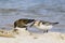 Sanderling pair searching for food - Calidris alba